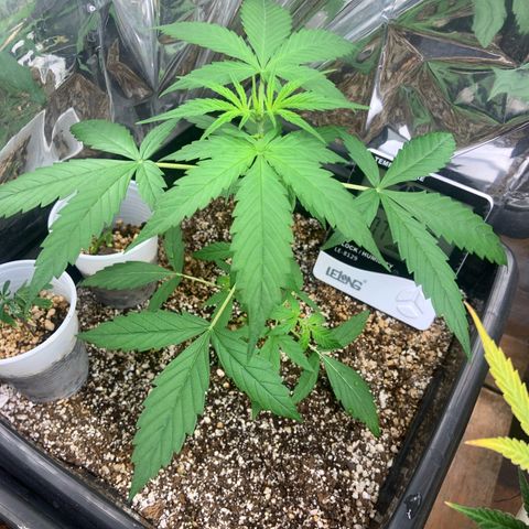 Northern Light growlog timeline photo