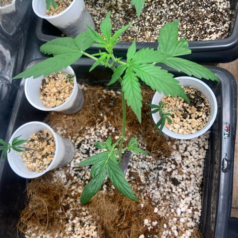 Northern Light growlog timeline photo