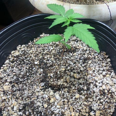 Northern Light growlog timeline photo