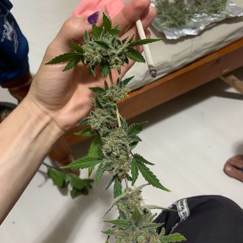 Moby Dick auto growlog photo: Colheita 