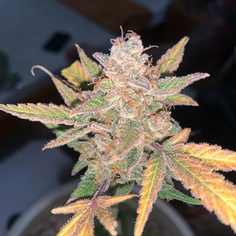 Moby Dick auto growlog photo: Colheita 
