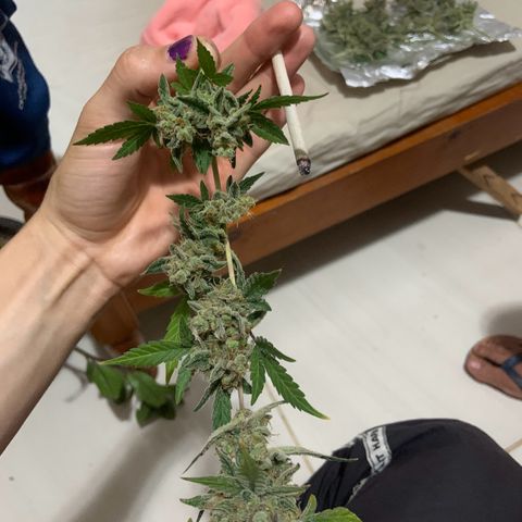 Moby Dick auto growlog photo: Colheita 