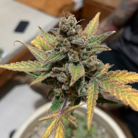 Moby Dick auto growlog photo: Colheita 