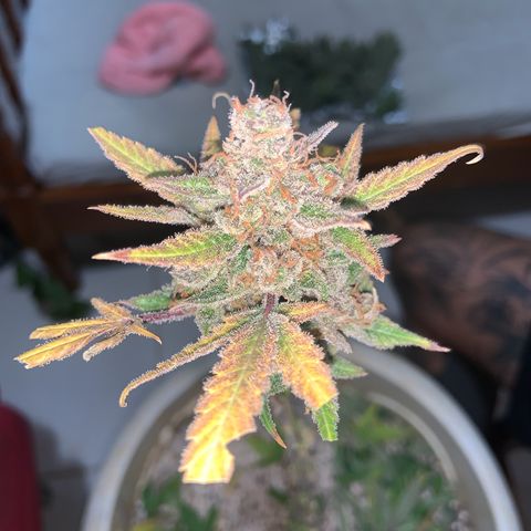 Moby Dick auto growlog photo: Colheita 