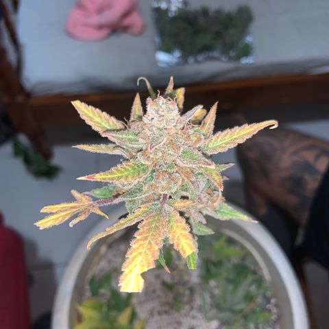 Moby Dick auto growlog photo: Colheita 