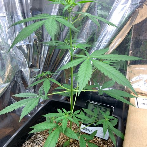 Northern Light growlog timeline photo