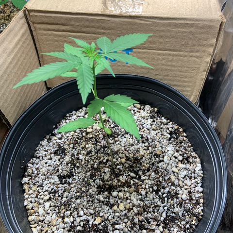 Northern Light growlog timeline photo