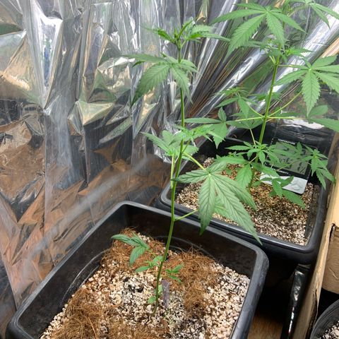 Northern Light growlog timeline photo