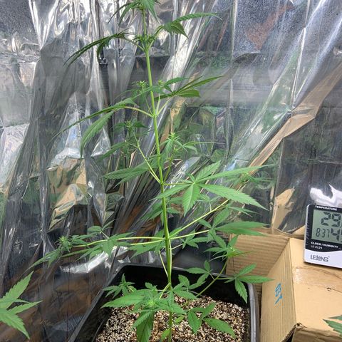 Northern Light growlog timeline photo