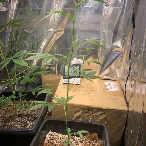 Northern Light growlog timeline photo