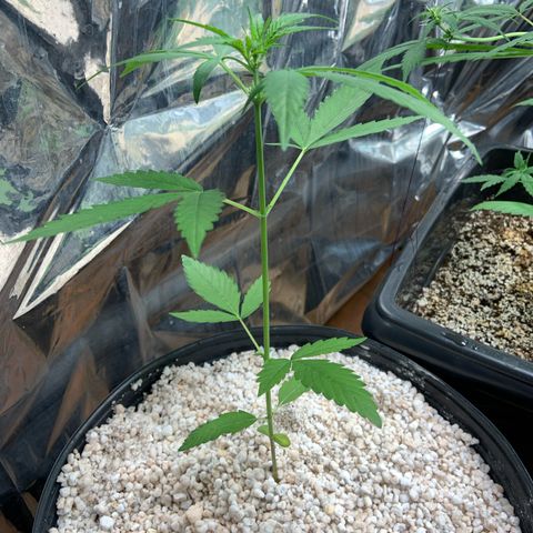 Northern Light growlog timeline photo