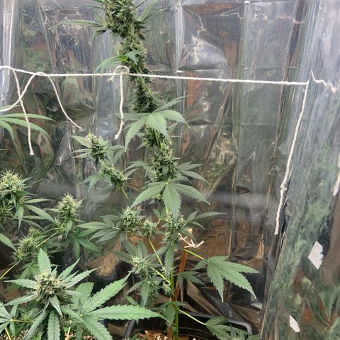Northern Light growlog timeline photo