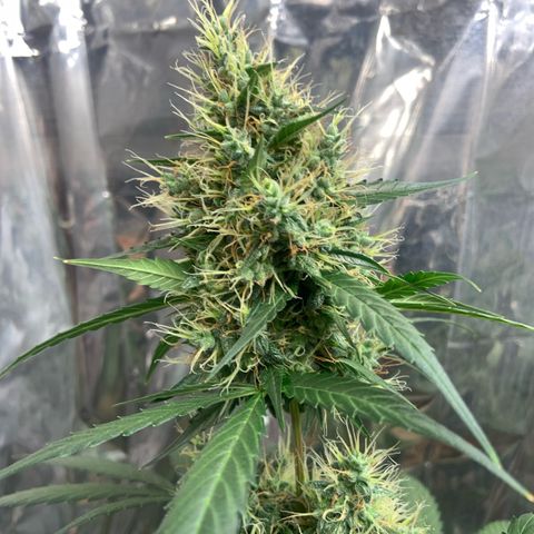 Northern Light growlog timeline photo