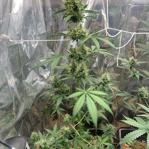Northern Light growlog timeline photo