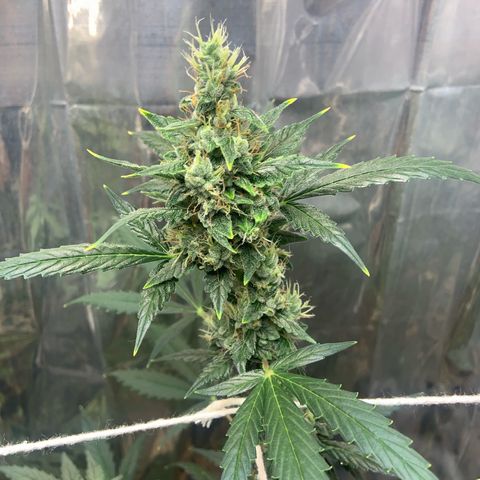 Northern Light growlog timeline photo