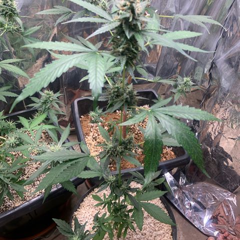 Northern Light growlog timeline photo