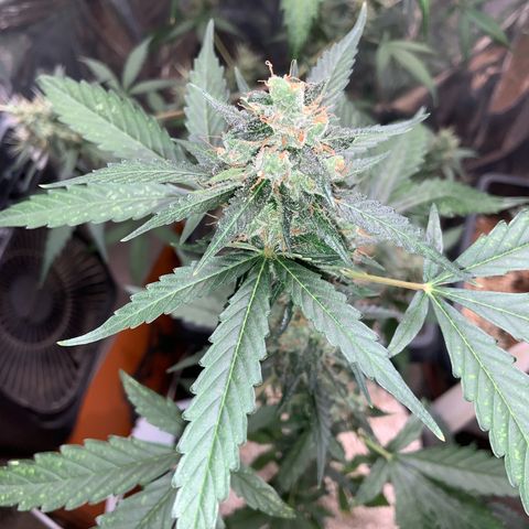Northern Light growlog timeline photo