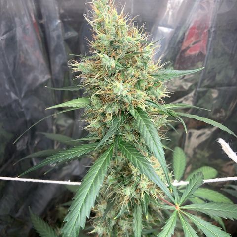 Northern Light growlog timeline photo