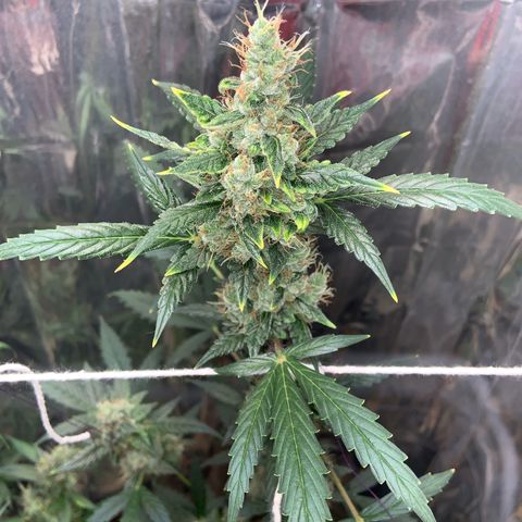 Northern Light growlog timeline photo