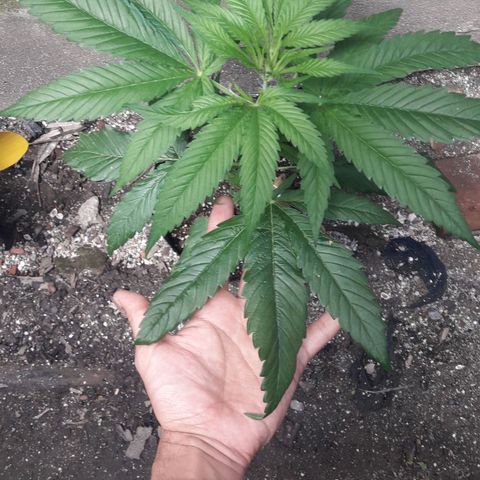 Super Skunk growlog timeline photo