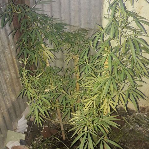 Super Skunk growlog timeline photo