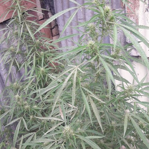 Super Skunk growlog timeline photo
