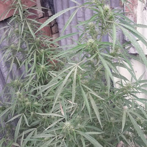 Super Skunk growlog timeline photo