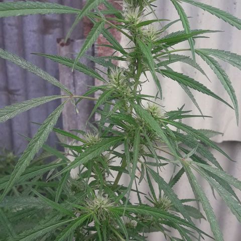 Super Skunk growlog photo: Dia 32 de flora