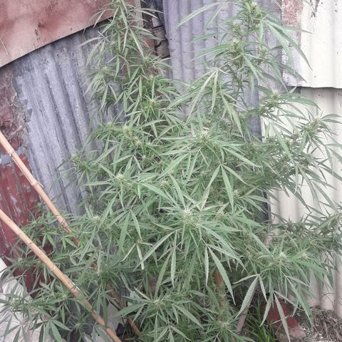 Super Skunk growlog photo: Dia 32 de flora