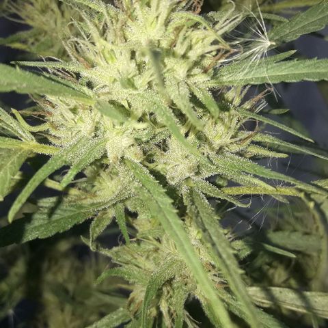 Super Skunk growlog timeline photo
