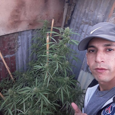 Super Skunk growlog timeline photo