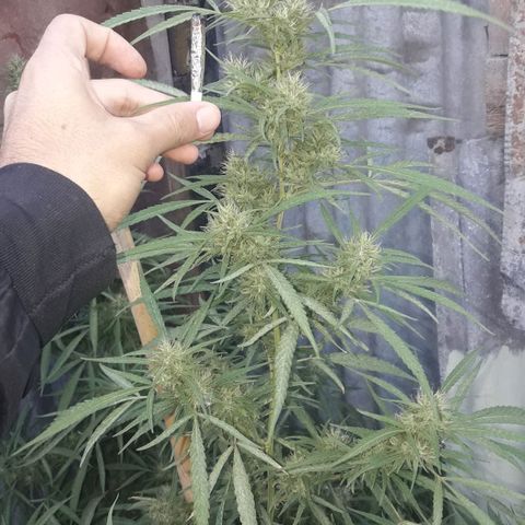 Super Skunk growlog timeline photo