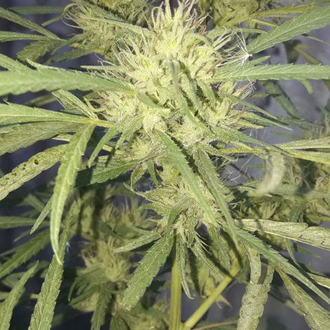 Super Skunk growlog timeline photo