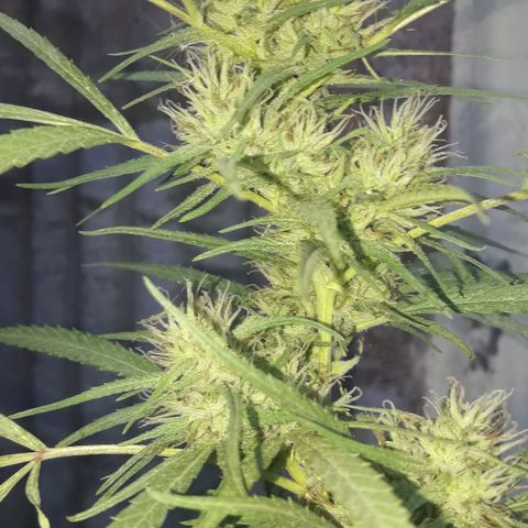 Super Skunk growlog timeline photo