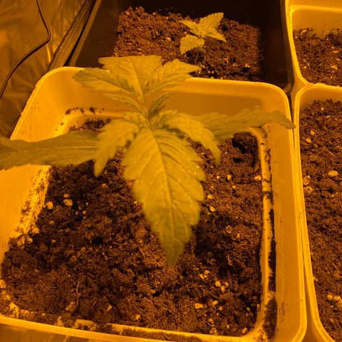 Apple Fritter growlog timeline photo