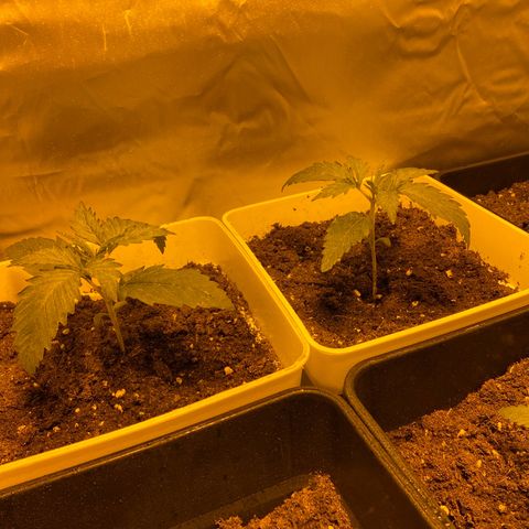 Apple Fritter growlog timeline photo