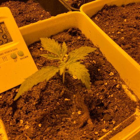 Apple Fritter growlog timeline photo