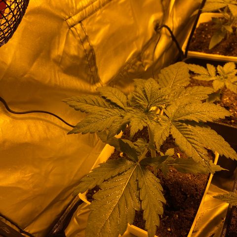 Apple Fritter growlog timeline photo