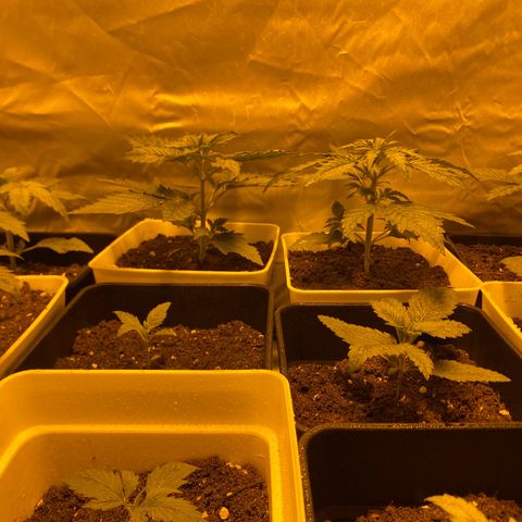 Apple Fritter growlog timeline photo