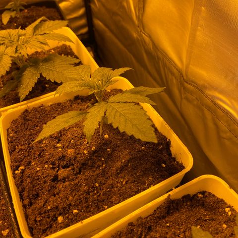 Apple Fritter growlog timeline photo