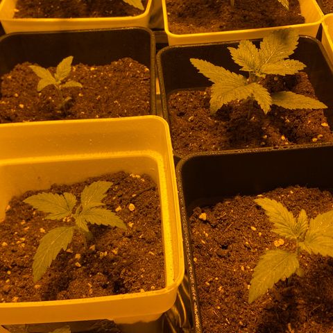 Apple Fritter growlog timeline photo