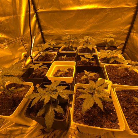Apple Fritter growlog timeline photo