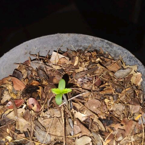@caboclo_grow On Insta growlog timeline photo
