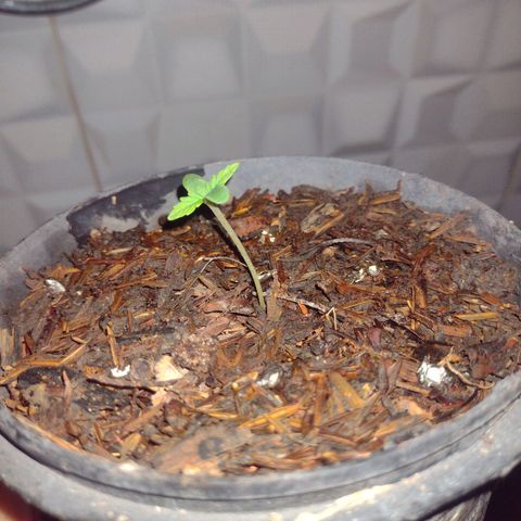 @caboclo_grow On Insta growlog timeline photo