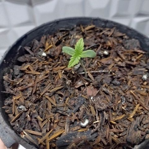 @caboclo_grow On Insta growlog timeline photo