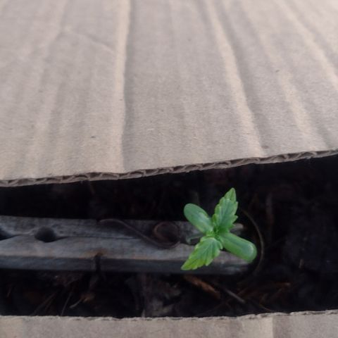@caboclo_grow On Insta growlog timeline photo
