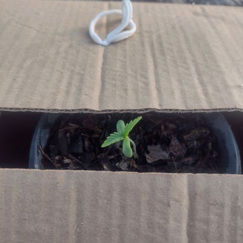 @caboclo_grow On Insta growlog timeline photo