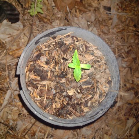 @caboclo_grow On Insta growlog timeline photo