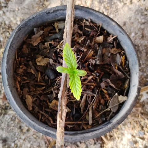@caboclo_grow On Insta growlog timeline photo