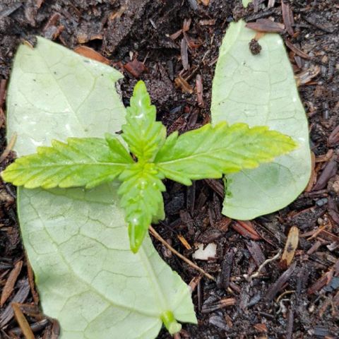 @caboclo_grow On Insta growlog timeline photo